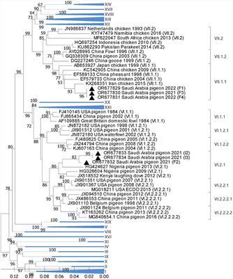 Detection of Avian Orthoavulavirus-1 genotypes VI.2.1 and VII.1.1 with neuro-viscerotropic tropism in some backyard pigeons (Columbidae) in Eastern Saudi Arabia